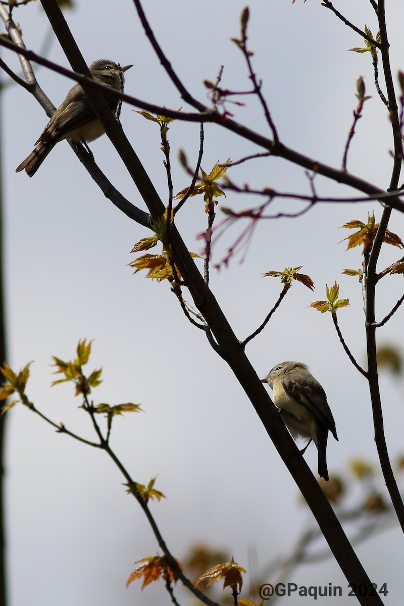 Warbling Vireo - Guy Paquin