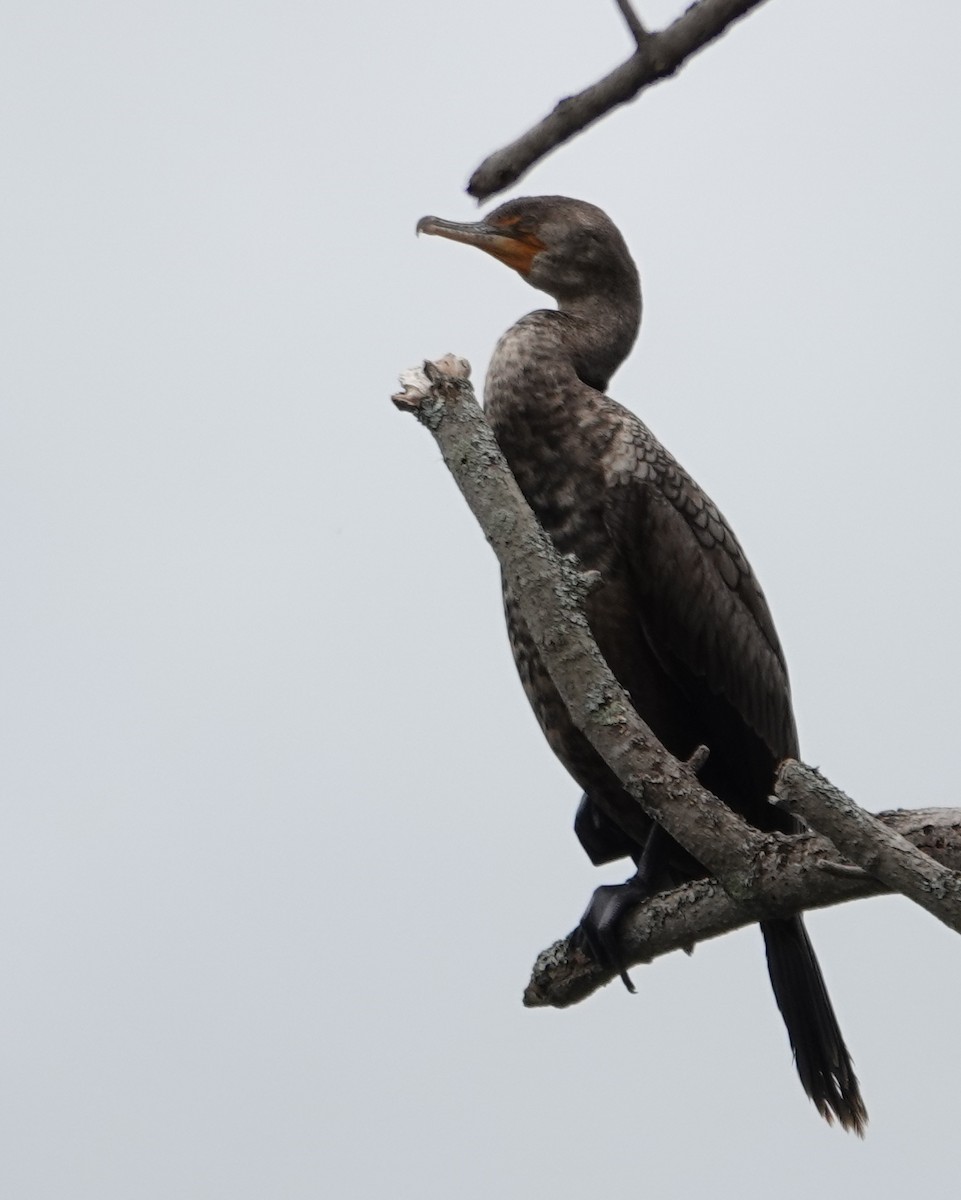 Double-crested Cormorant - ML618725523