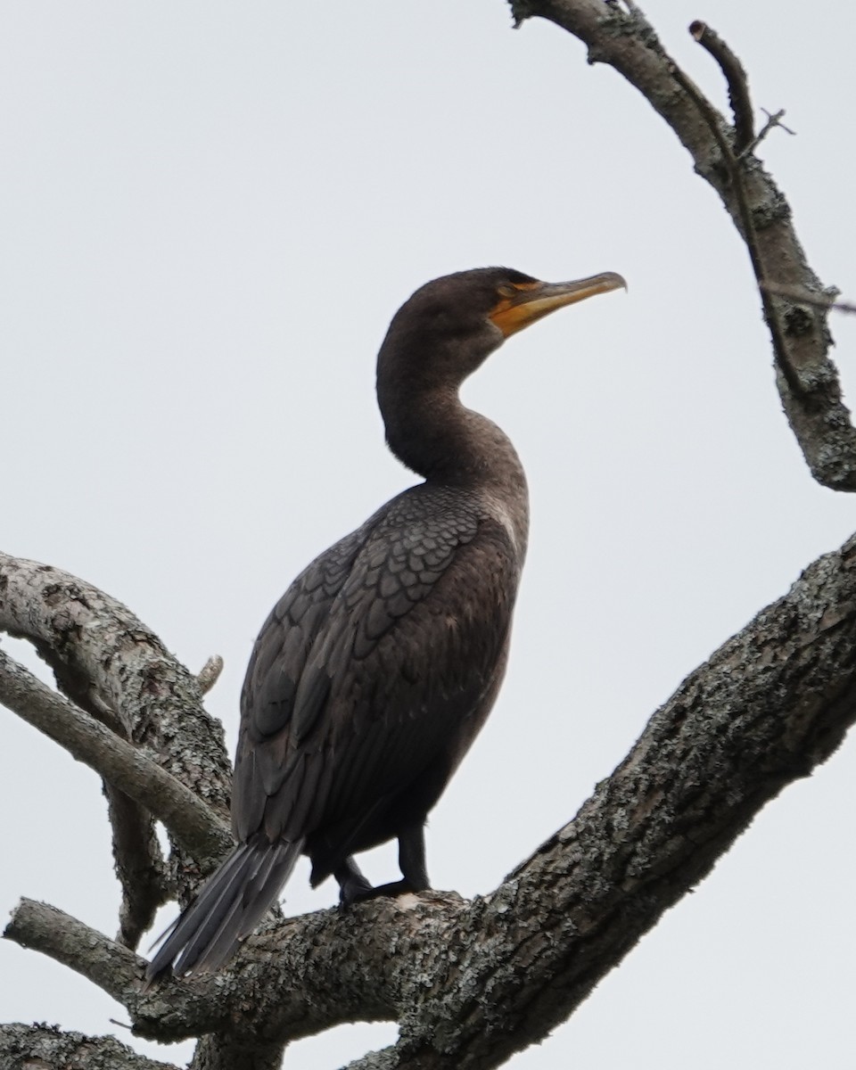 Double-crested Cormorant - ML618725524