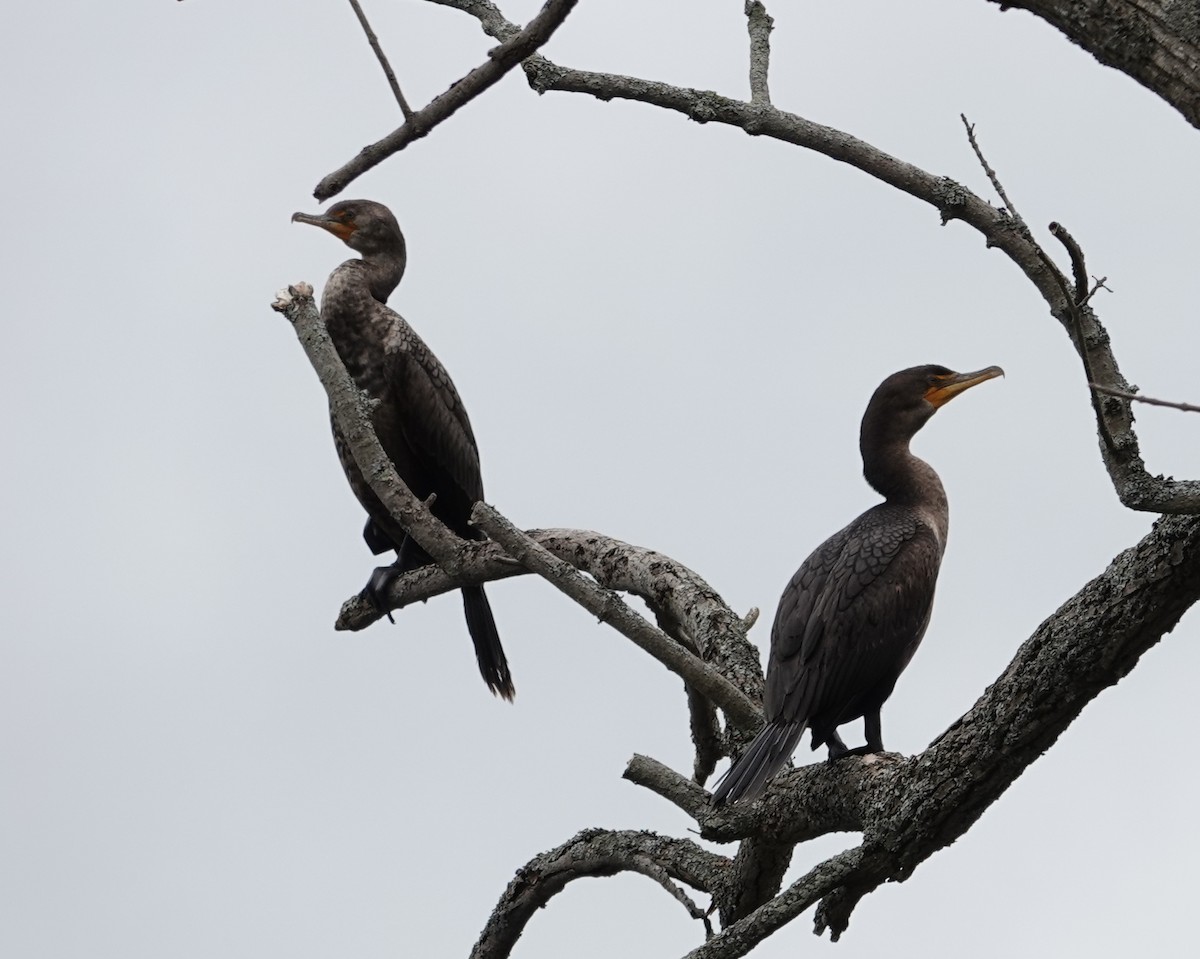 Double-crested Cormorant - Michael DeWispelaere