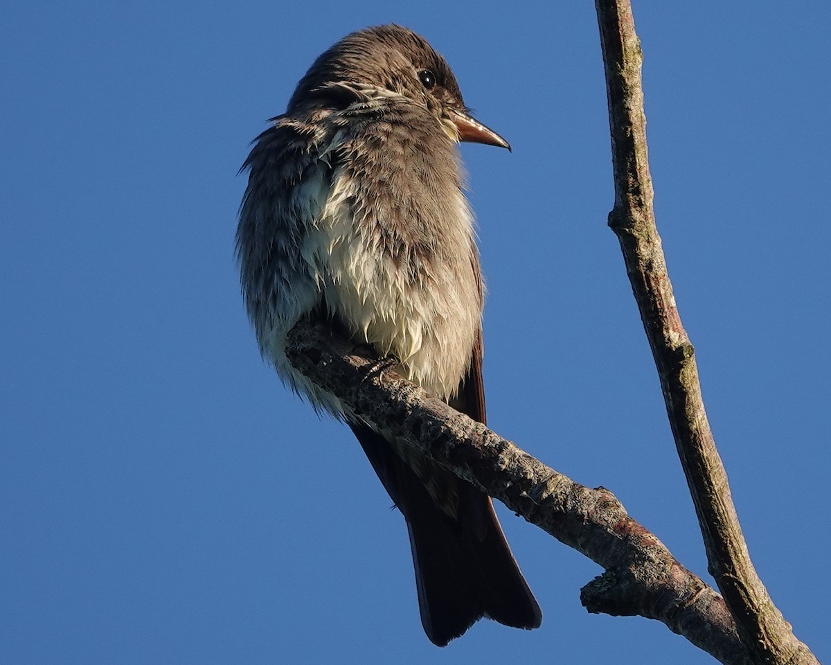 Olive-sided Flycatcher - ML618725553