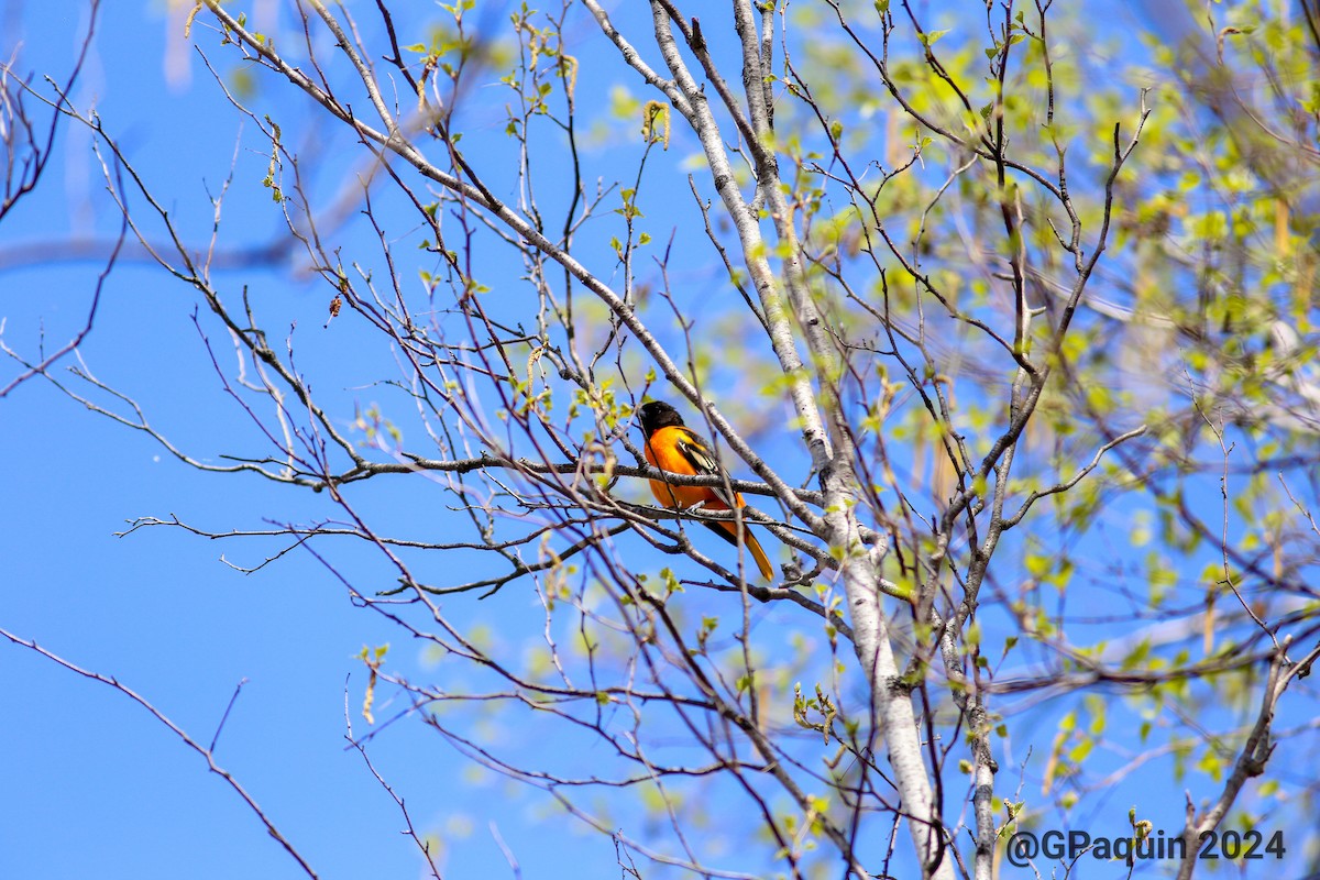 Baltimore Oriole - Guy Paquin