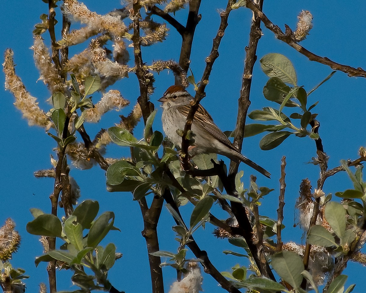 Chipping Sparrow - ML618725567