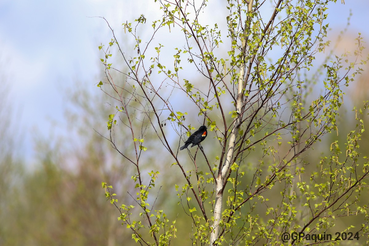 Red-winged Blackbird - Guy Paquin