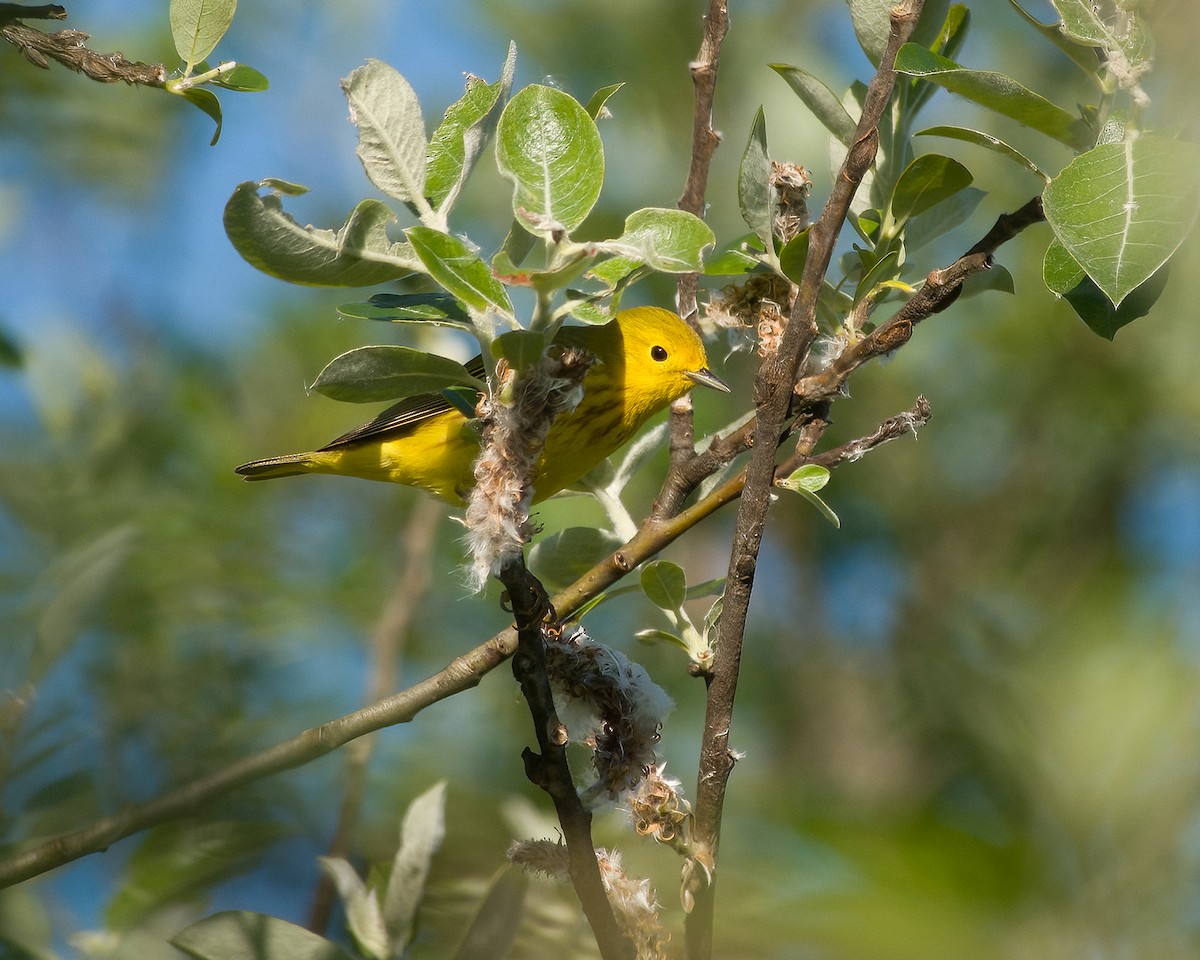 Yellow Warbler - ML618725580