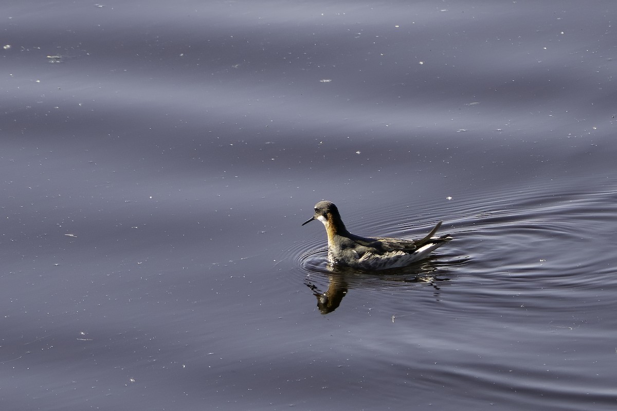 Red-necked Phalarope - ML618725588