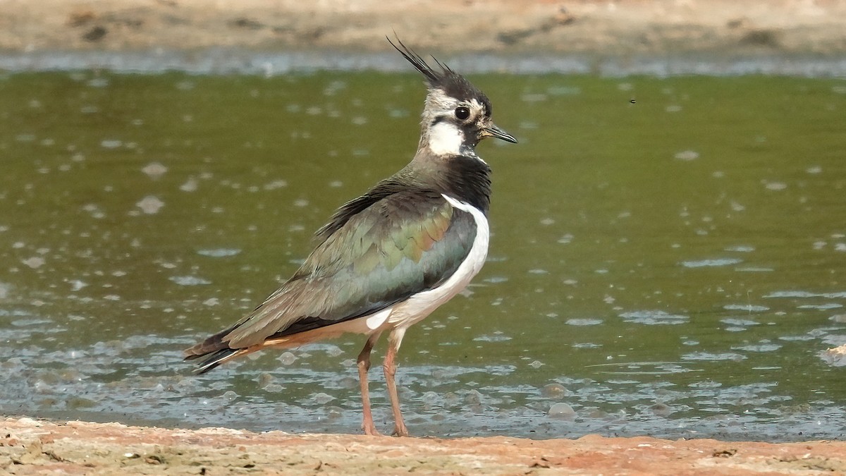 Northern Lapwing - Pavel Kunetek