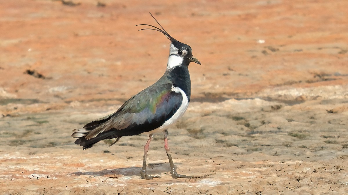 Northern Lapwing - Pavel Kunetek