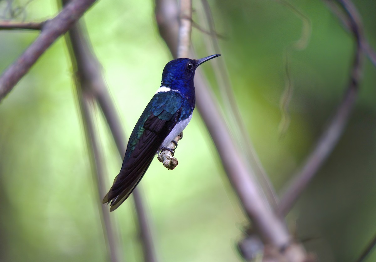 White-necked Jacobin - ML618725603