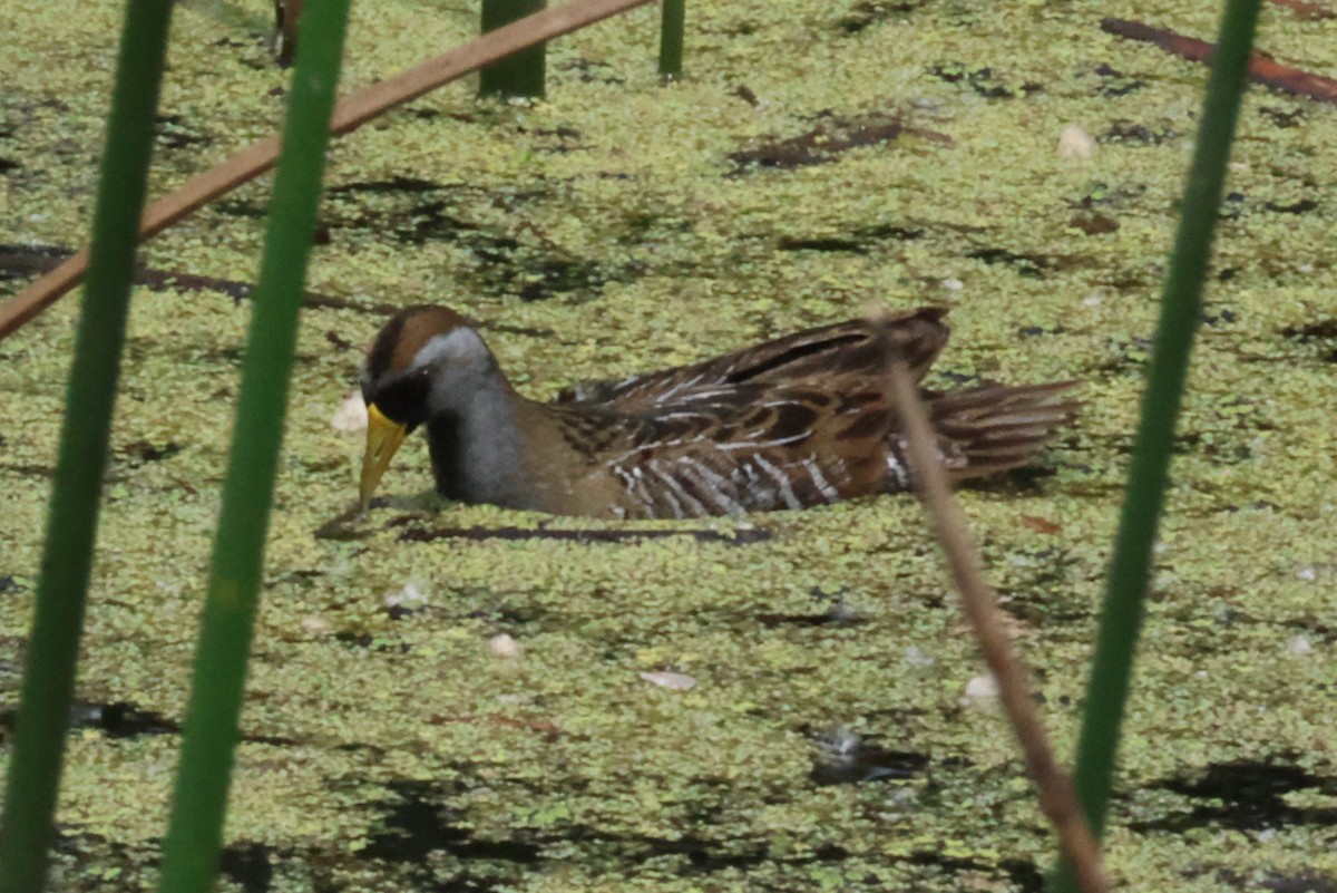 Polluela Sora - ML618725616