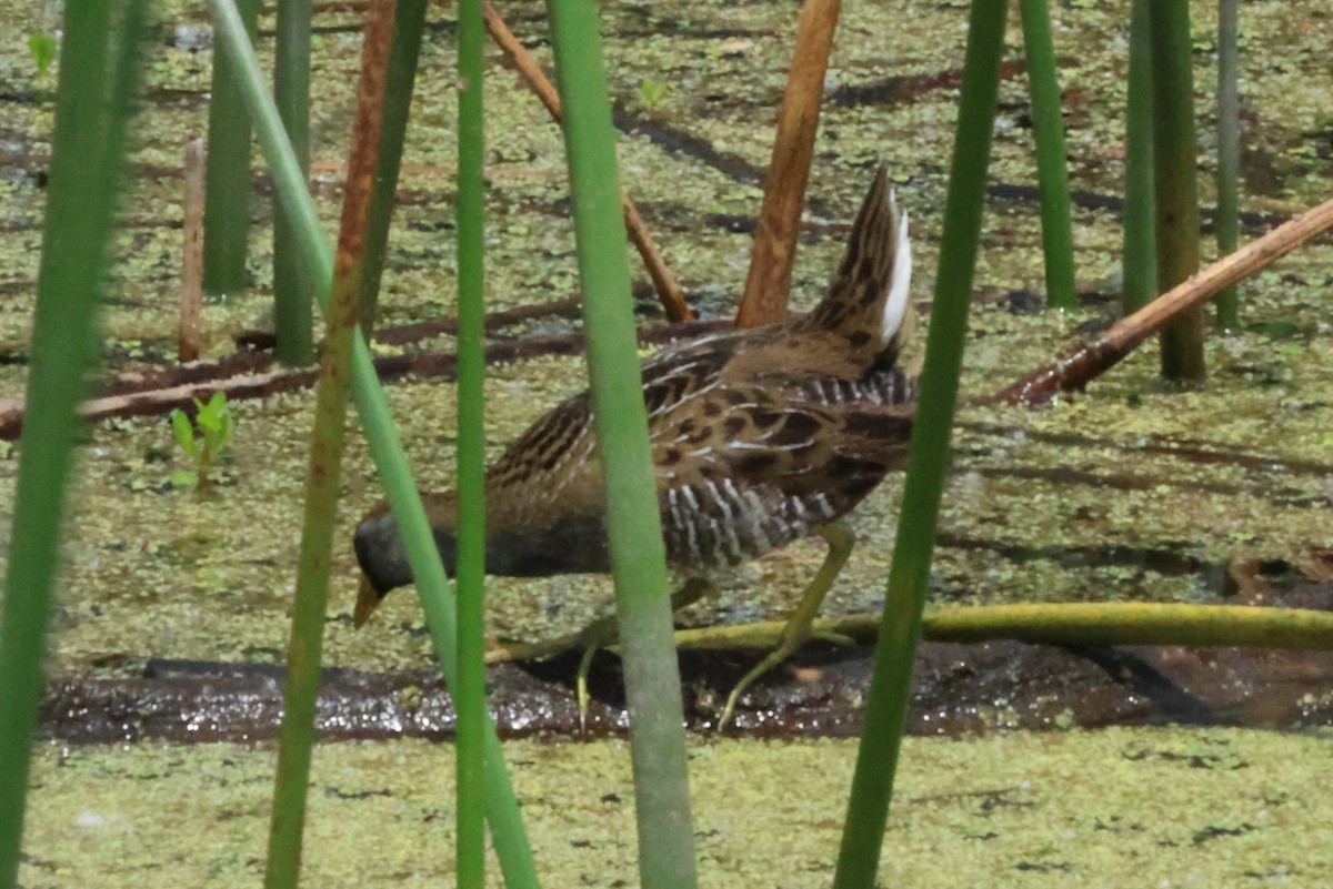 Polluela Sora - ML618725617