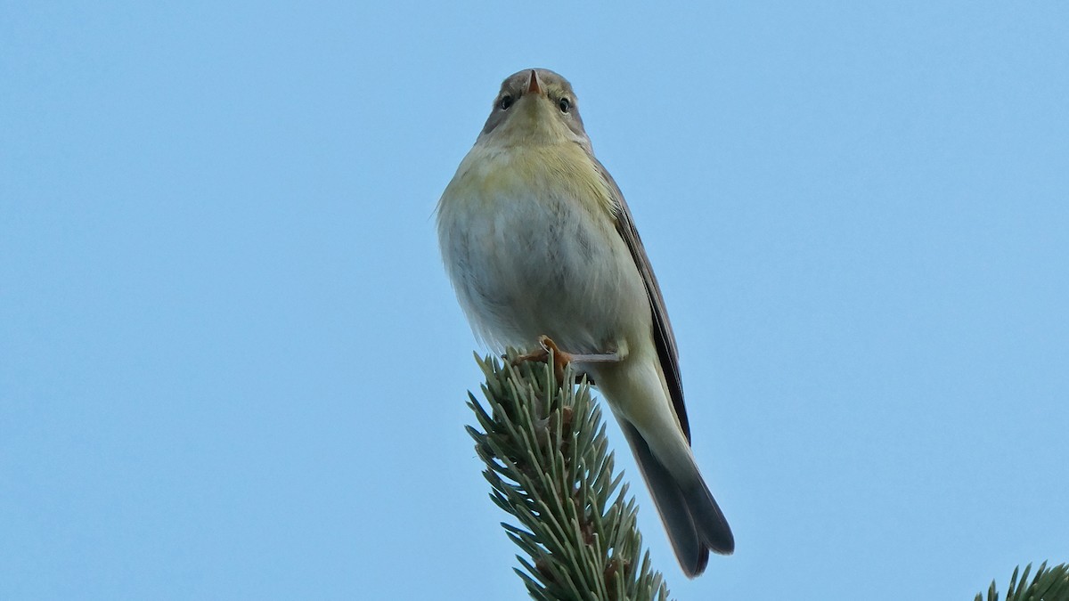 Willow Warbler - ML618725627