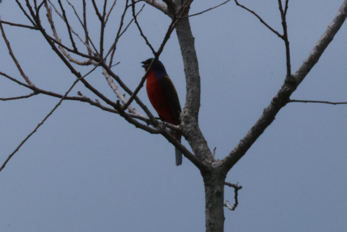 Painted Bunting - ML618725636