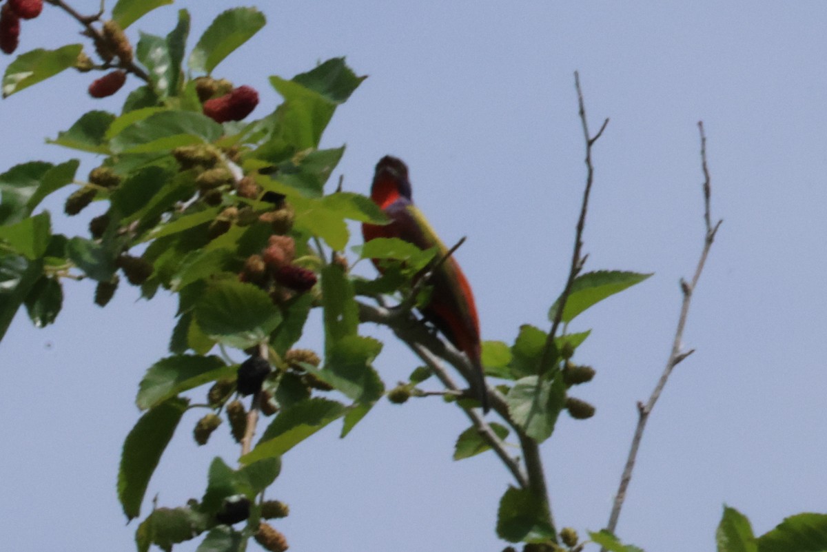 Painted Bunting - ML618725637