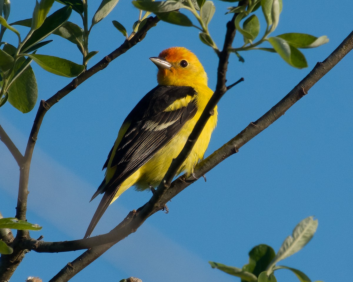 Western Tanager - ML618725664