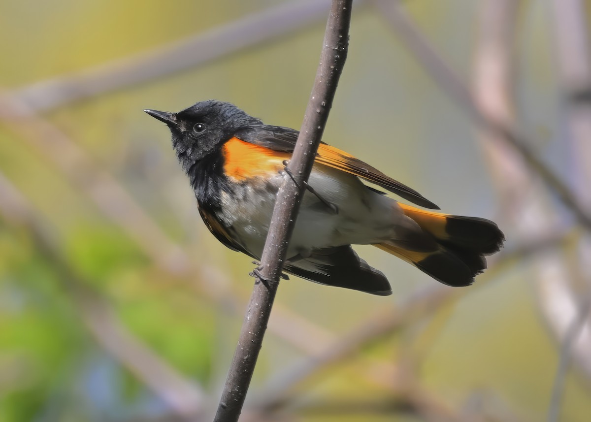 American Redstart - Alan Bloom