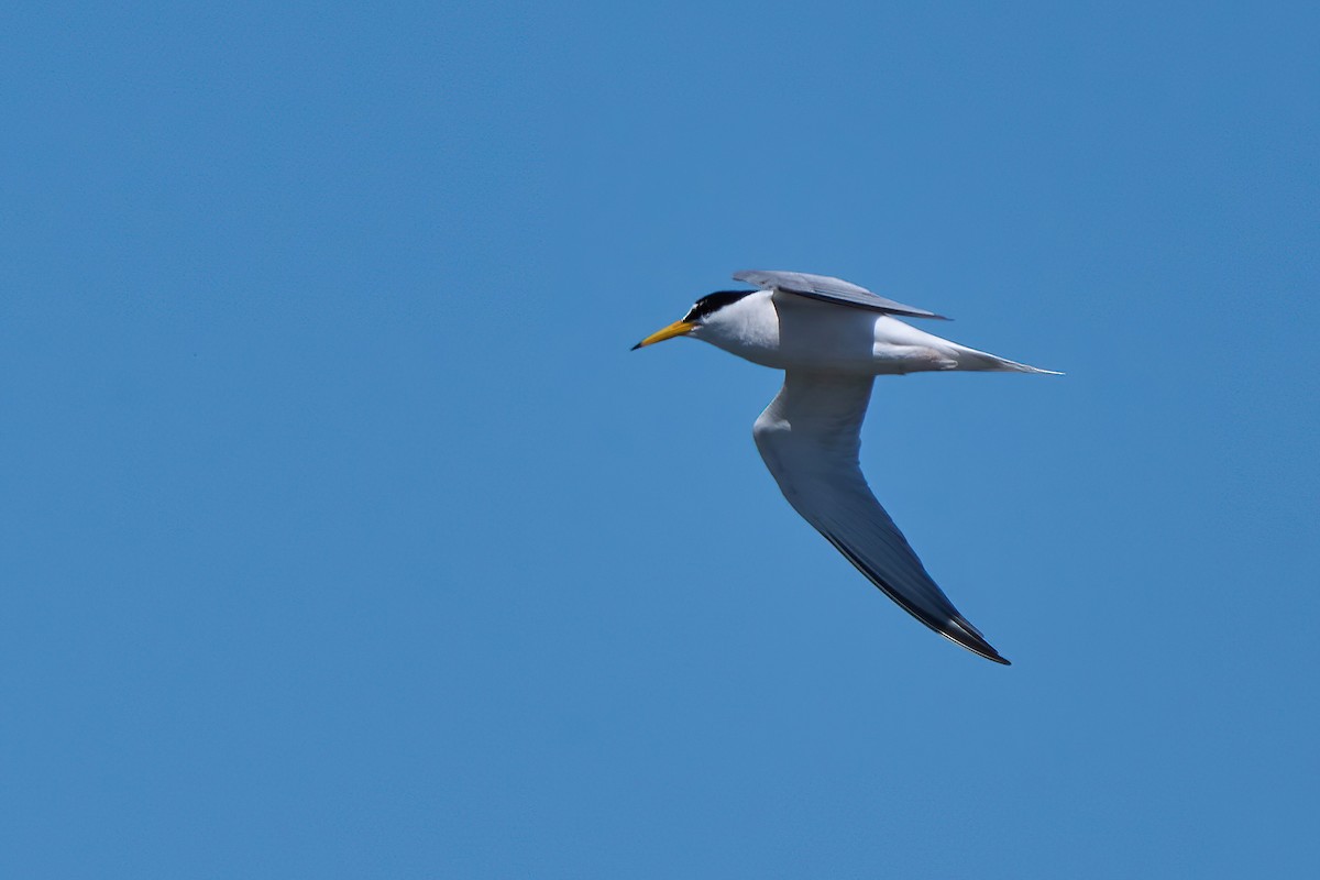 Little Tern - ML618725745