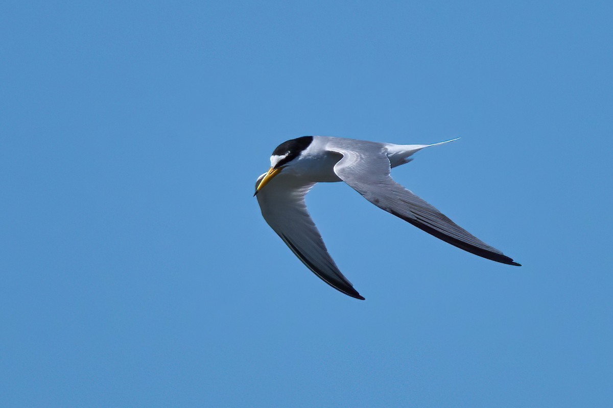 Little Tern - Beata Milhano