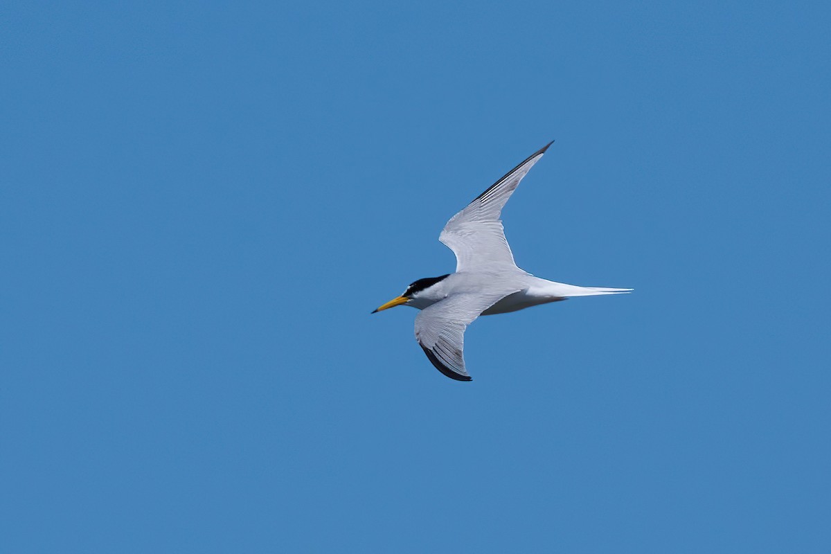 Little Tern - ML618725748