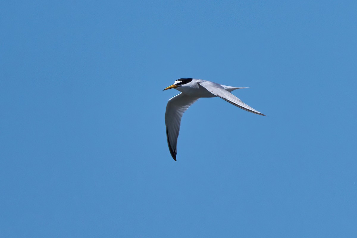 Little Tern - ML618725749