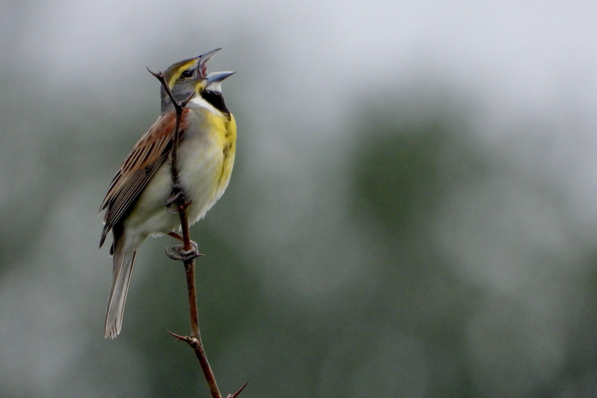 Dickcissel - ML618725802