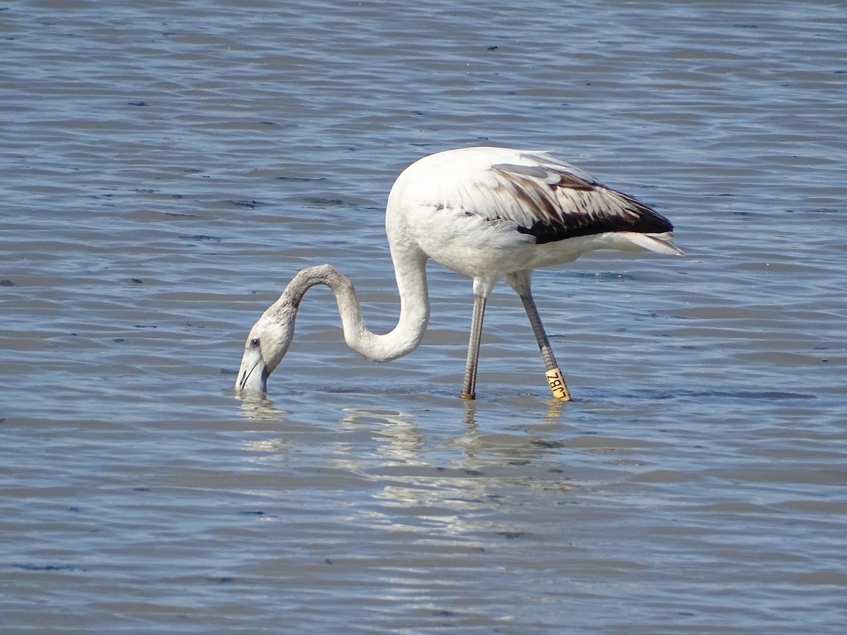 Greater Flamingo - ML618725809