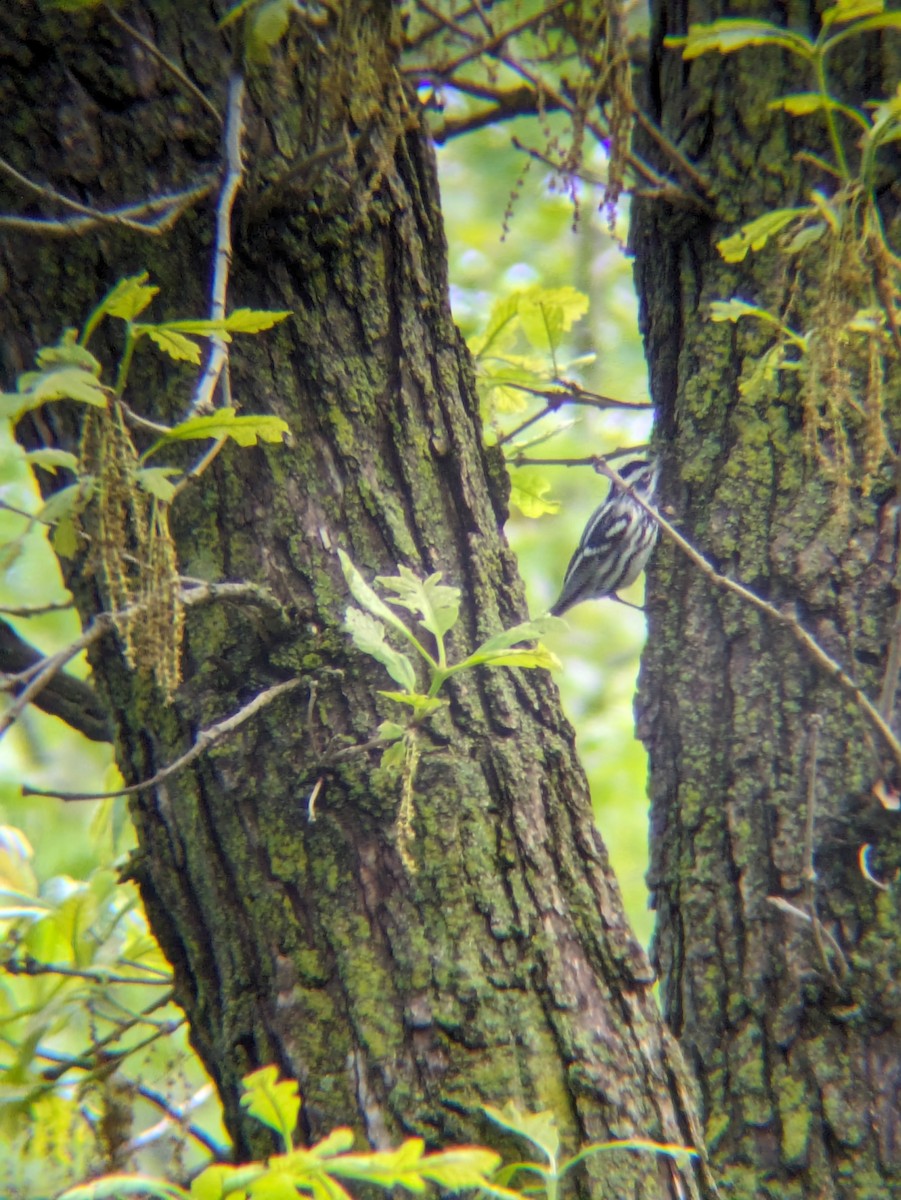 Black-and-white Warbler - ML618725814