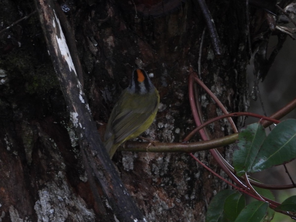 Russet-crowned Warbler - ML618725833