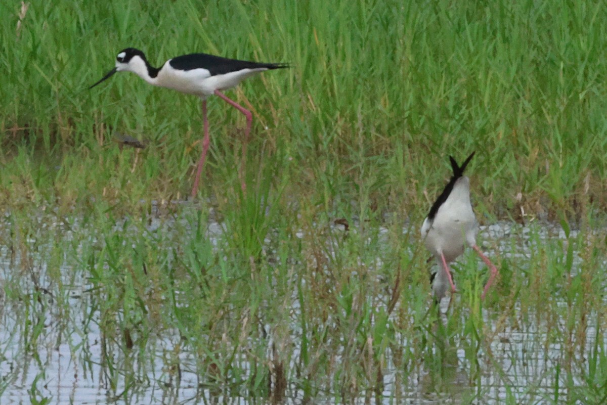 Schwarznacken-Stelzenläufer - ML618725835