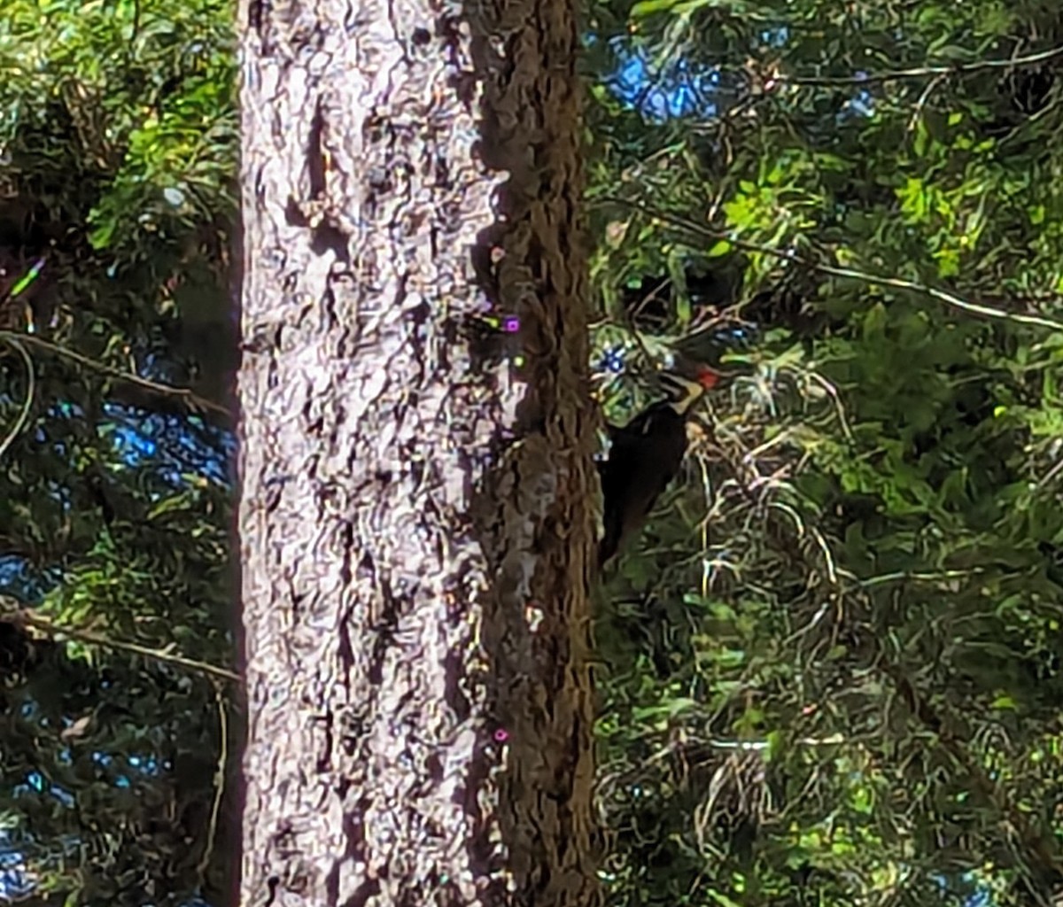 Pileated Woodpecker - ML618725838