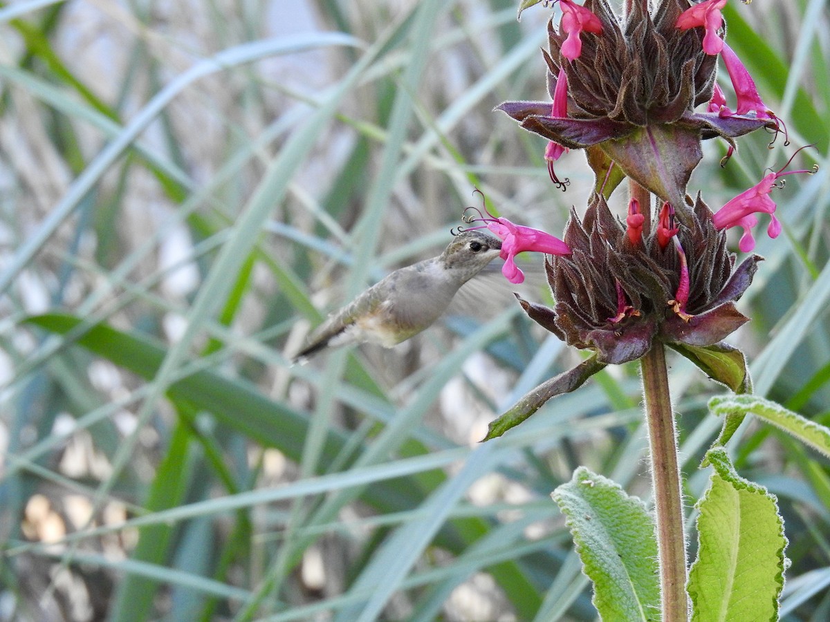 Black-chinned Hummingbird - Erin Holle