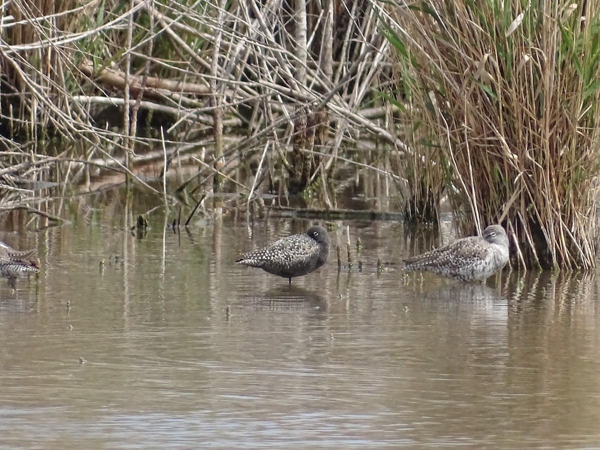 Spotted Redshank - ML618725849