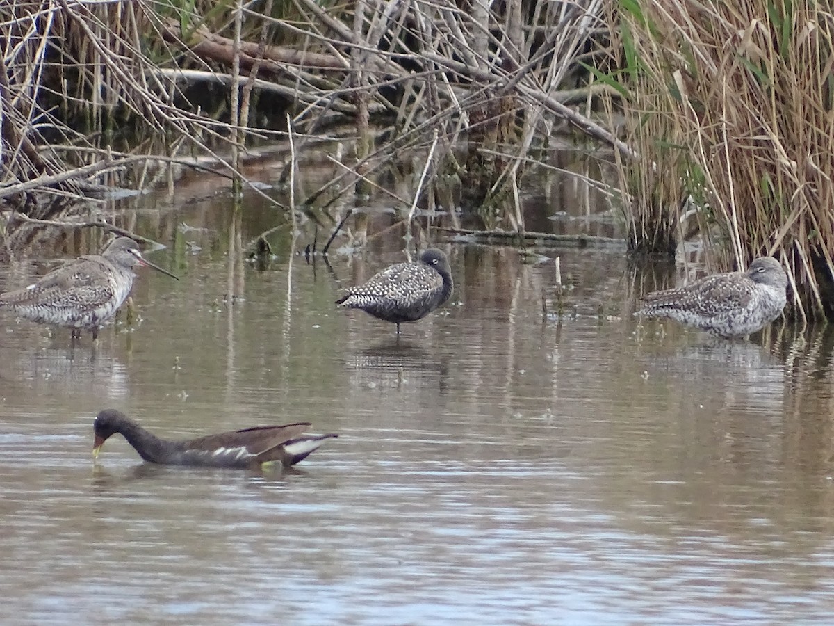 Spotted Redshank - ML618725851