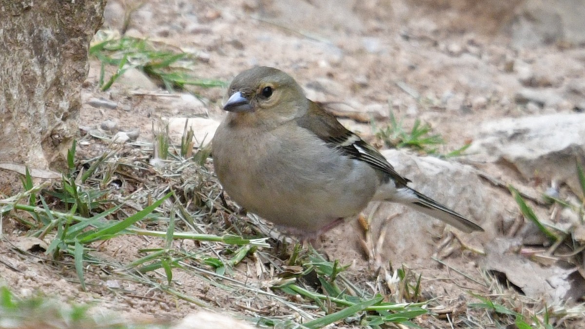 Common Chaffinch - Carl Winstead