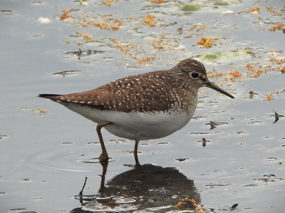 eremittsnipe - ML618725934