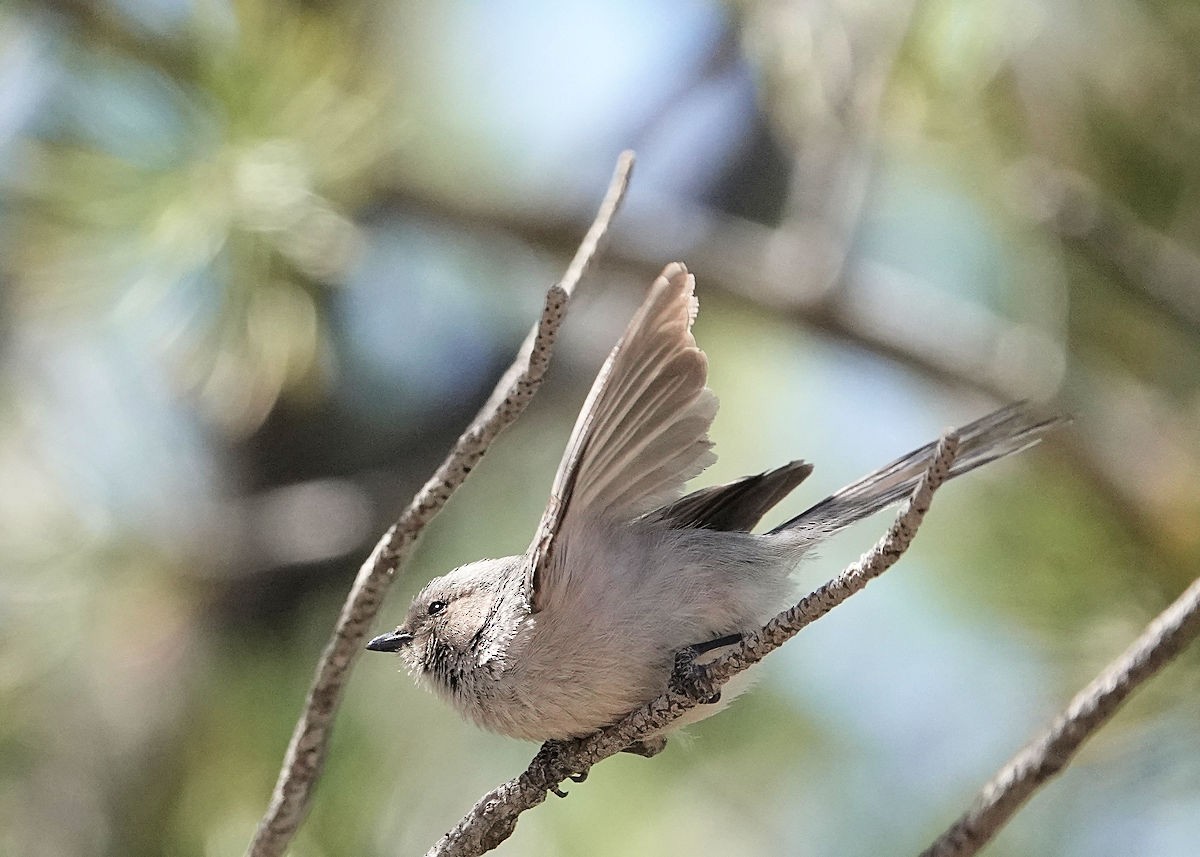 Bushtit - Henry Detwiler