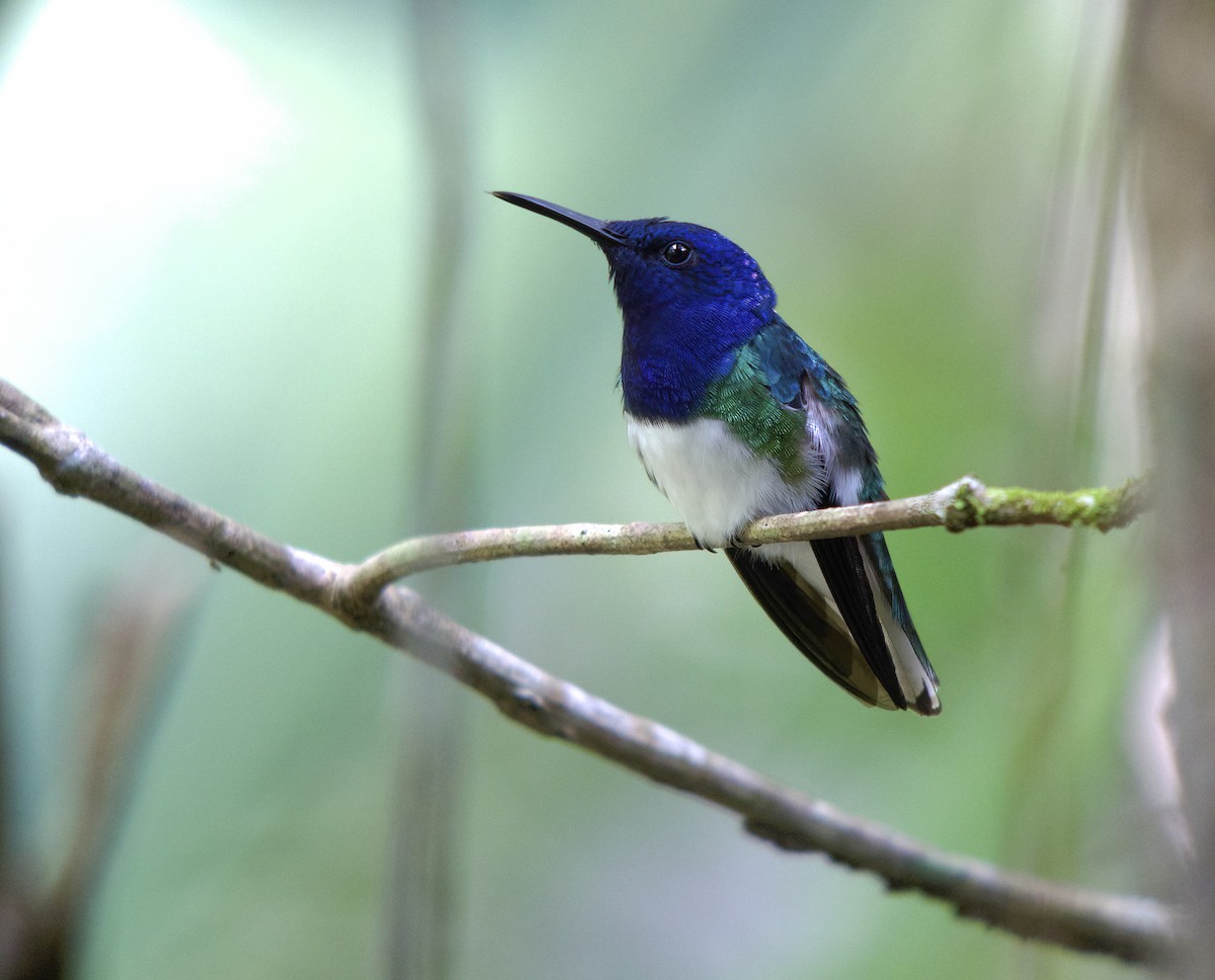 White-necked Jacobin - ML618725952