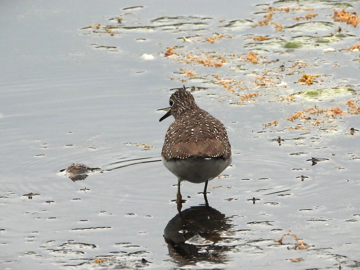 eremittsnipe - ML618725983