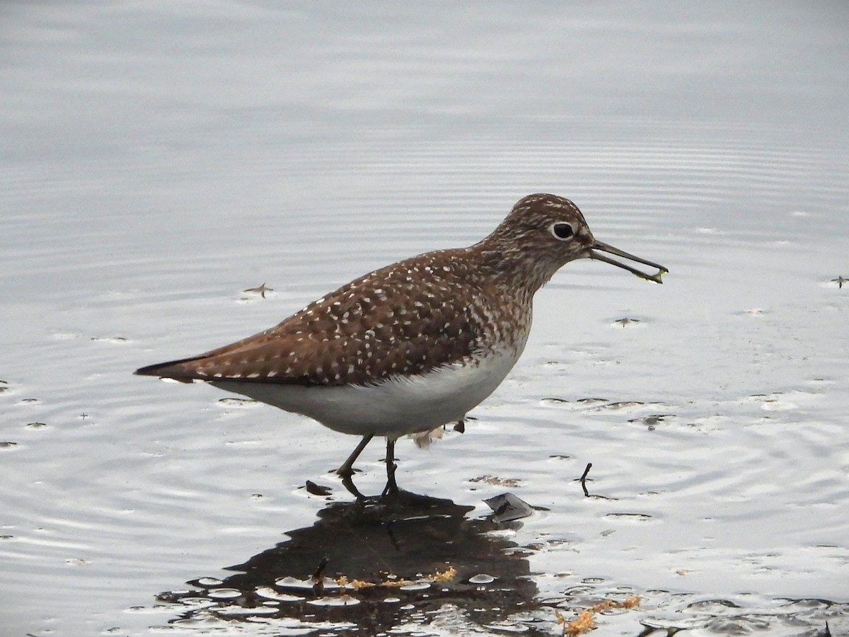 eremittsnipe - ML618726008