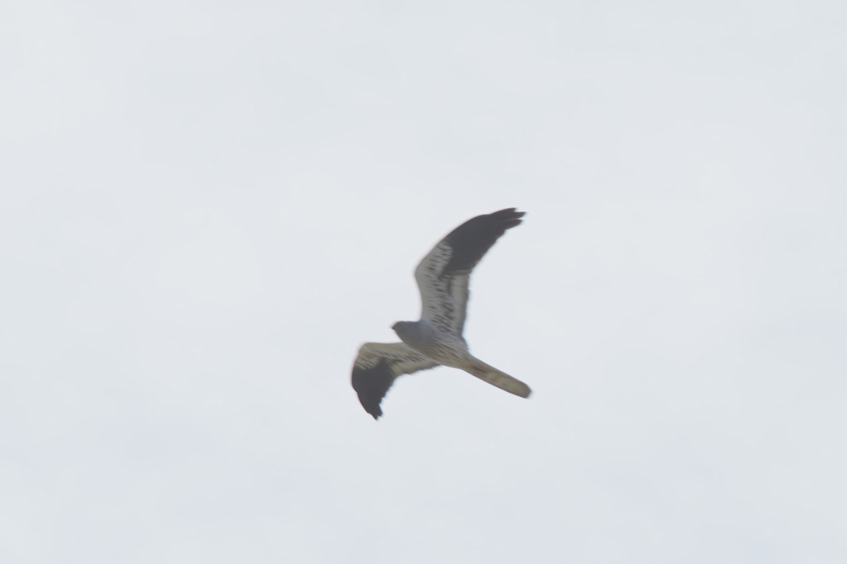 Montagu's Harrier - ML618726026