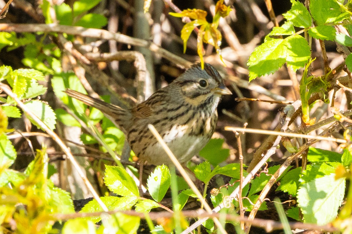 Lincoln's Sparrow - David Ammerman