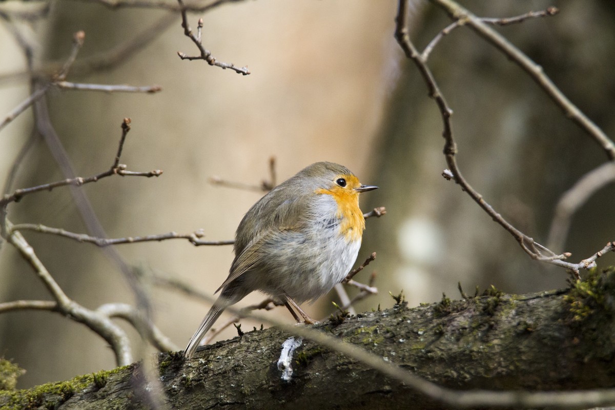 European Robin - Ivan Abramov