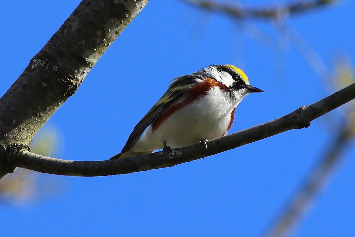 Chestnut-sided Warbler - ML618726058