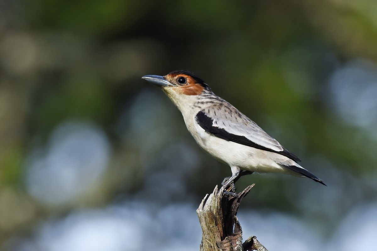 Black-crowned Tityra - ML618726071