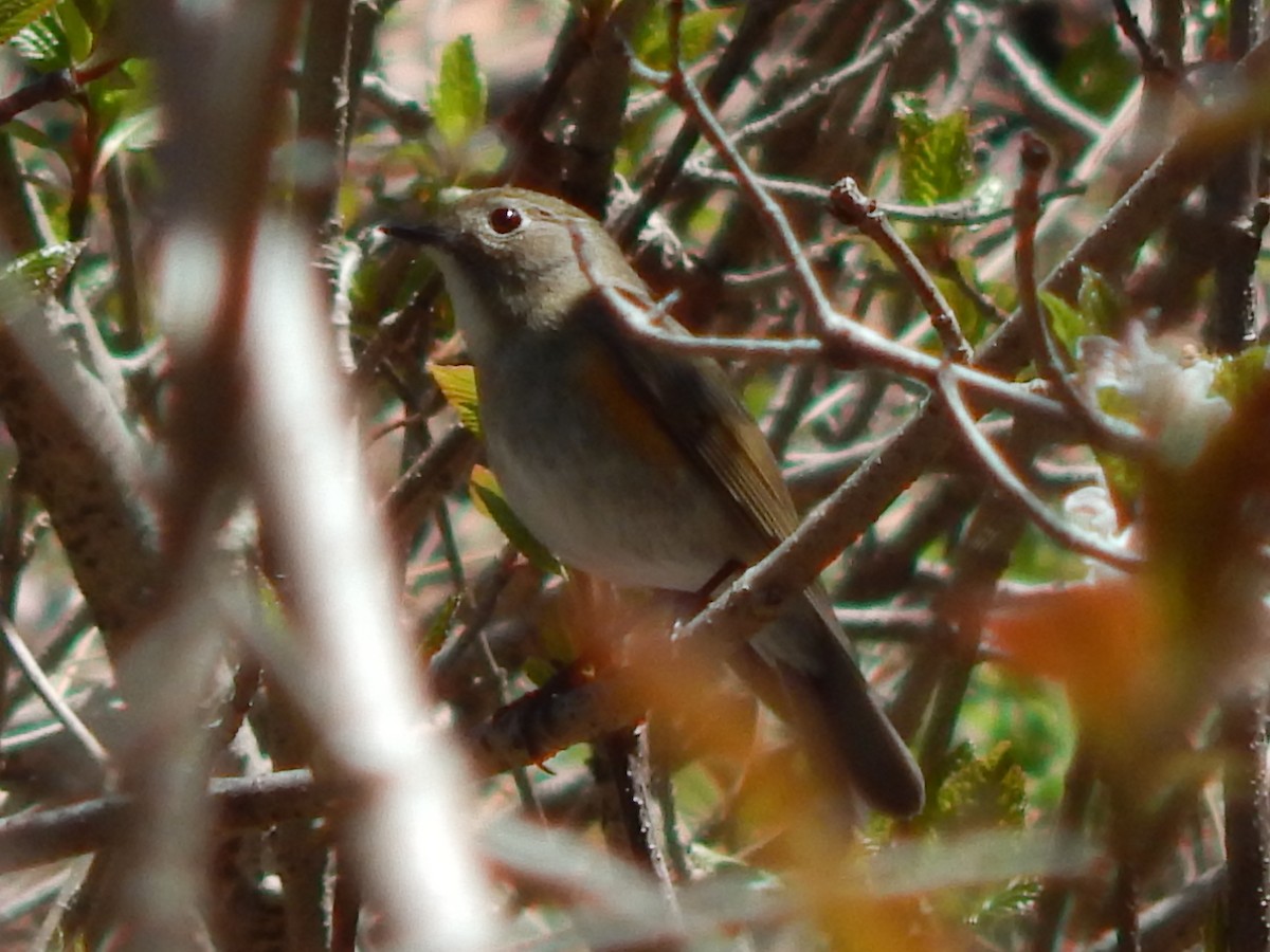 Himalayan Bluetail - ML618726096