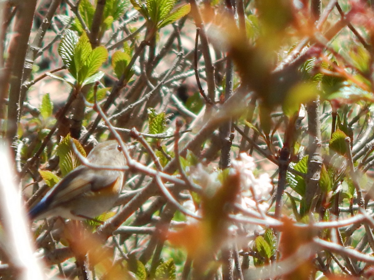 Himalayan Bluetail - ML618726097