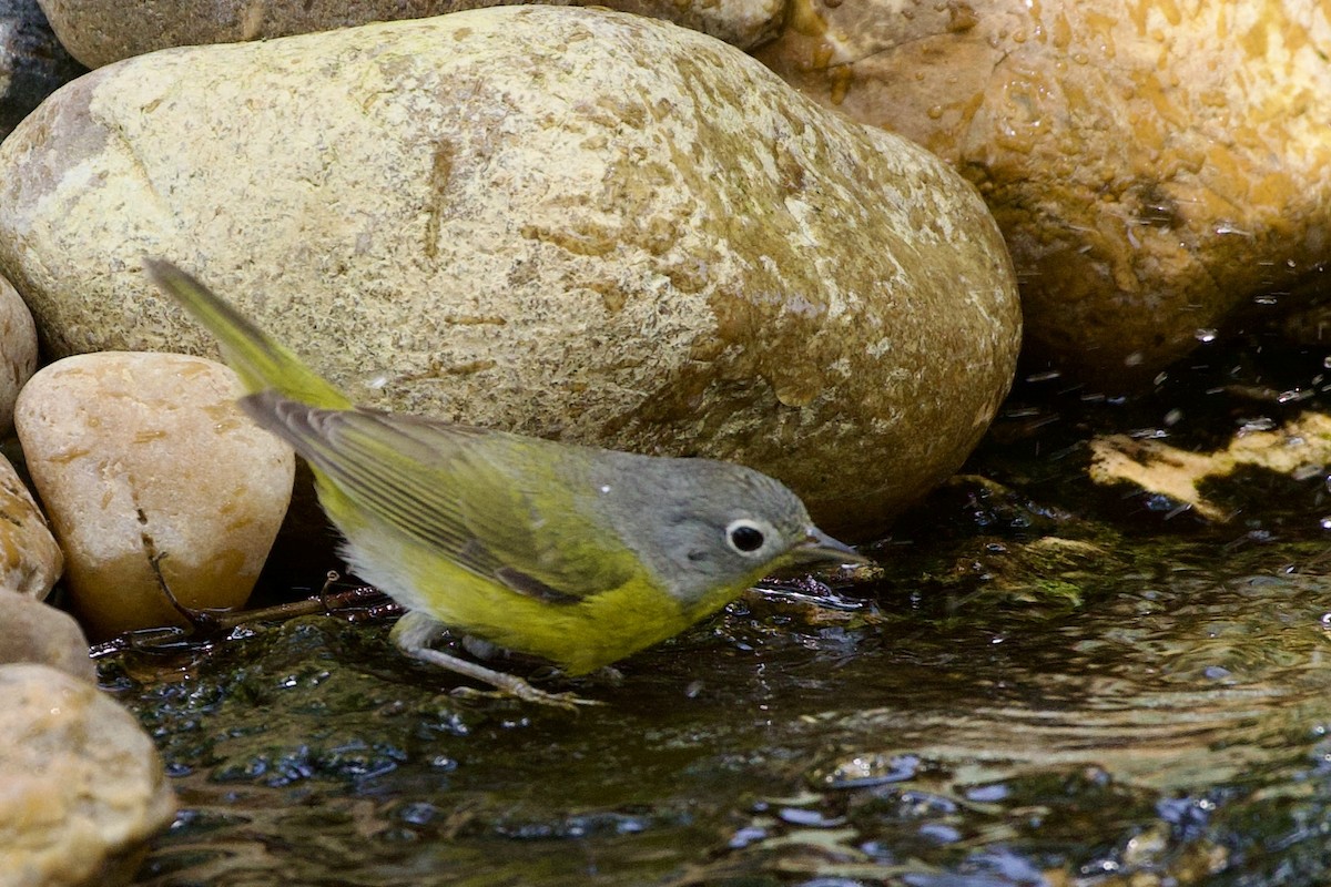 Rubinfleck-Waldsänger - ML618726113