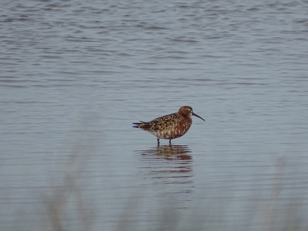 Curlew Sandpiper - ML618726123