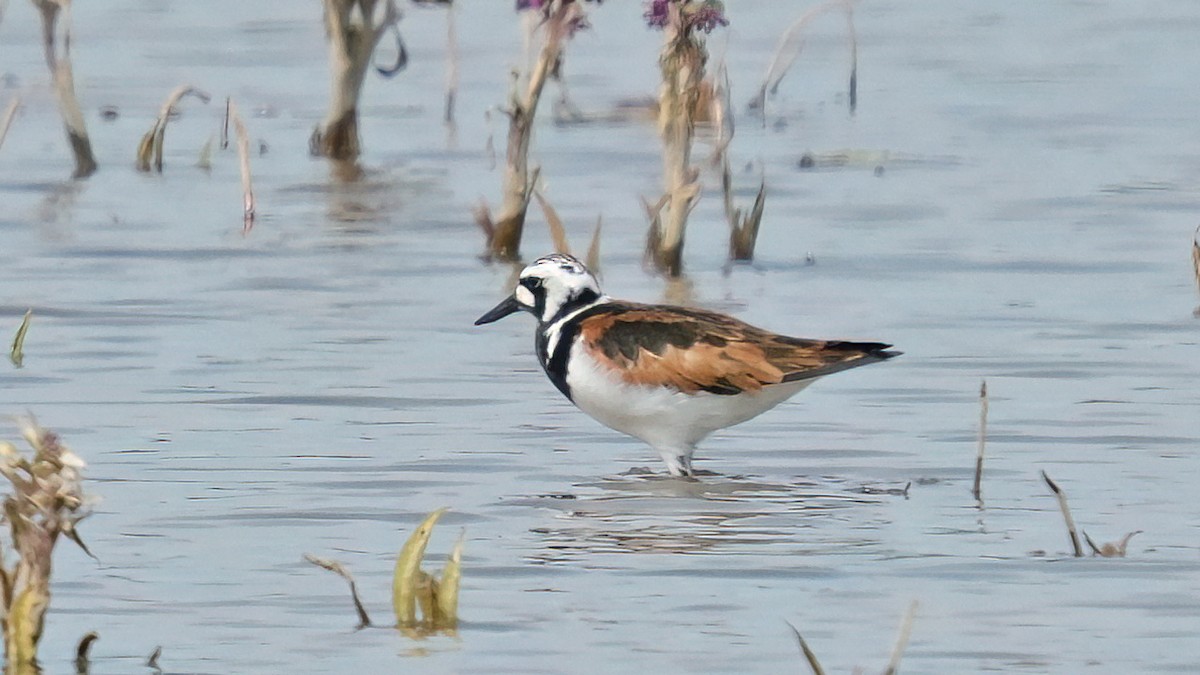 Ruddy Turnstone - ML618726150