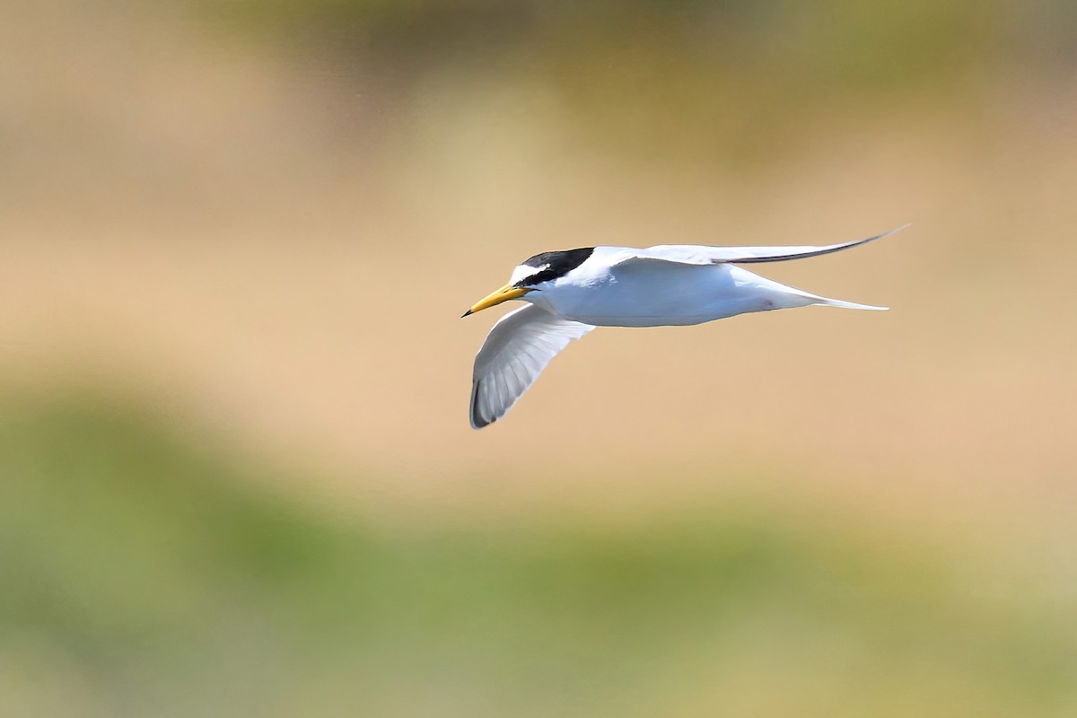 Little Tern - ML618726166